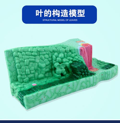 叶构造模型 初高中植物解剖教学的得力助手